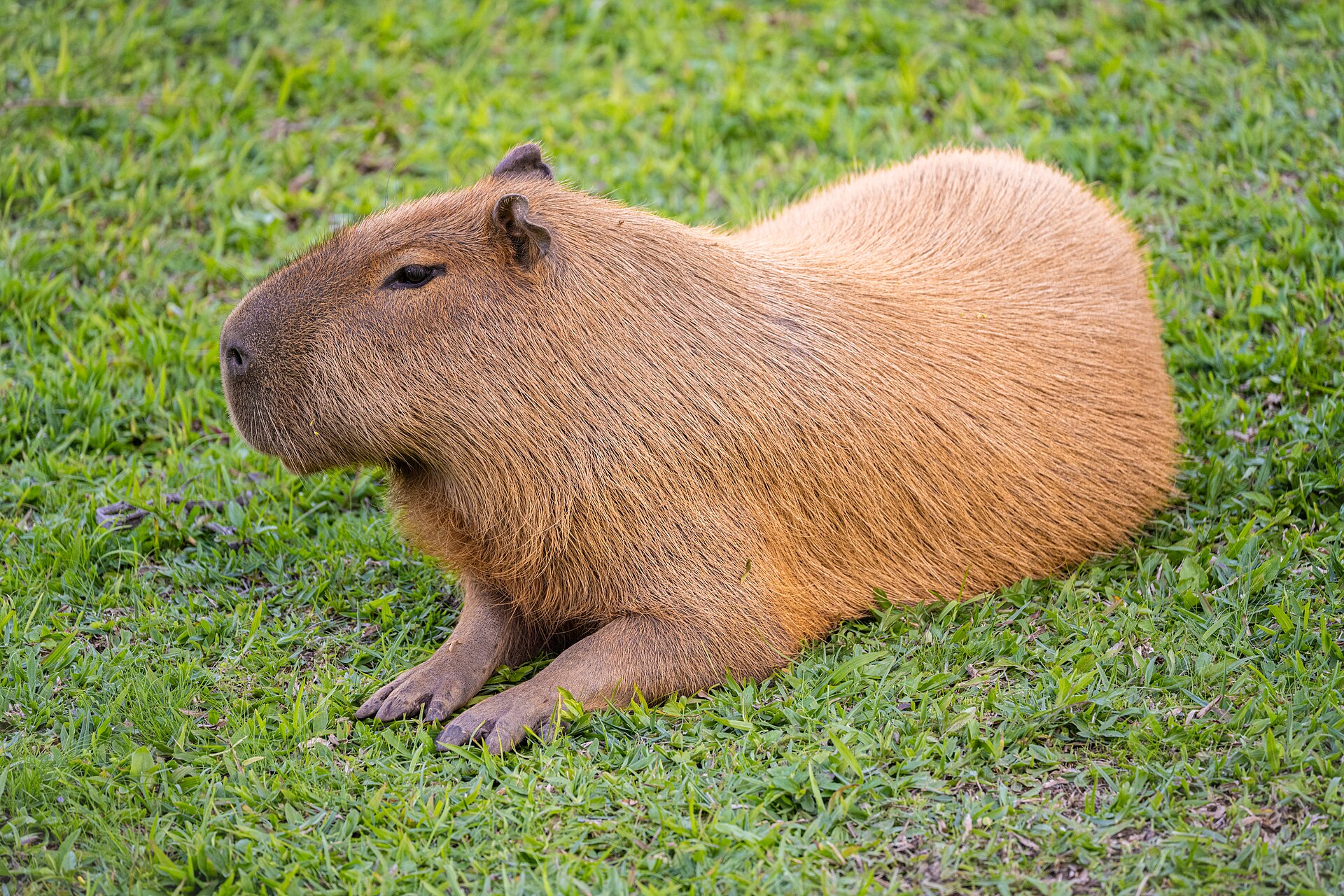 Capybara Hydrochoeris hydrochaeris in Petrópolis, Rio de Janeiro, Brazil